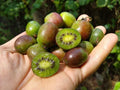 Kiwi Plant Set of 2 – Prolific Actinidia deliciosa Live Rooted Starter Plants for Zones 4-8