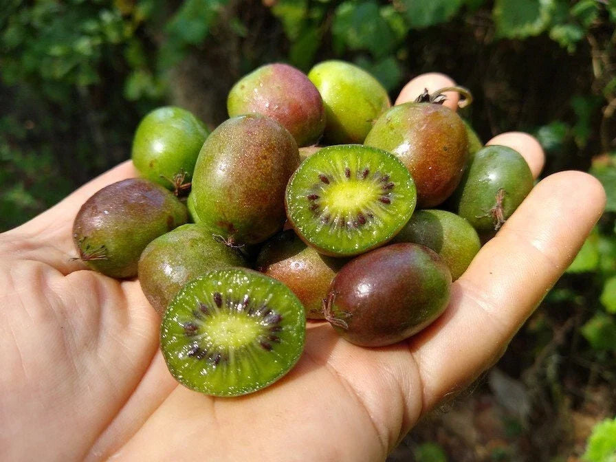 Kiwi Plant Set of 2 – Prolific Actinidia deliciosa Live Rooted Starter Plants for Zones 4-8