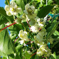 Kiwi Opitz Male Pollinator Live Rooted Starter Plant - Actinidia deliciosa, Late Flowering, Zones 4-8