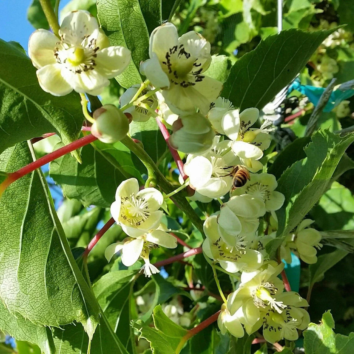 Kiwi Opitz Male Pollinator Live Rooted Starter Plant - Actinidia deliciosa, Late Flowering, Zones 4-8