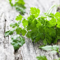 Chervil Seeds 1000 Count Non-GMO Heirloom Anthriscus cerefolium Herb for Culinary Gardens
