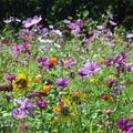 Wildflower Seed Mix for Butterfly & Hummingbird - Non-GMO, 1000+ Heirloom Seeds, Native Flowers, Garden, Meadow, USA