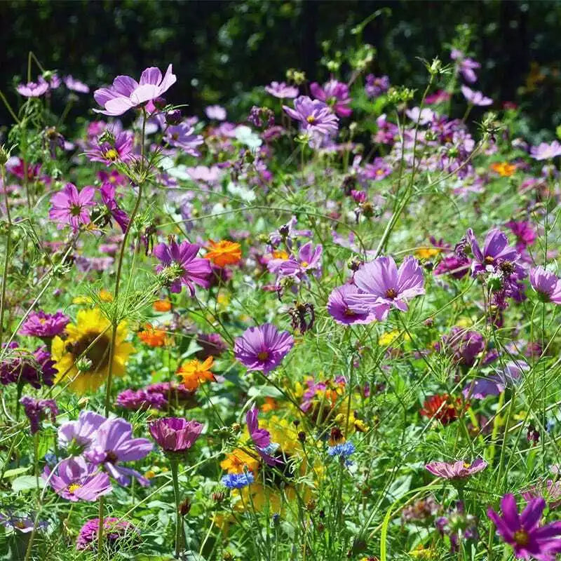 Wildflower Seed Mix for Butterfly & Hummingbird - Non-GMO, 1000+ Heirloom Seeds, Native Flowers, Garden, Meadow, USA