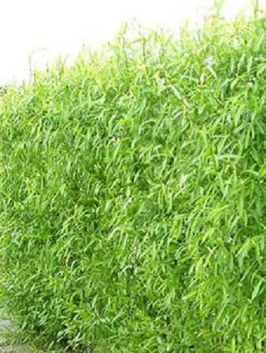 Hybrid Willow Tree Cuttings - 12 Fast Growing Salix × sepulcralis Cuttings for Windbreaks