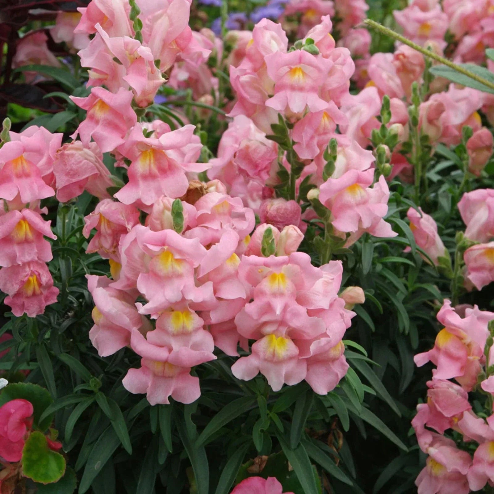 Appleblossom Snapdragon Seeds - Heirloom Non-GMO Antirrhinum majus Flower Seeds - Pink, White, Cream Blooms, Easy to Grow