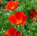 California Poppy Seeds Pack | Drought-Tolerant Eschscholzia californica | Red Orange Flowers | Spring Blooming