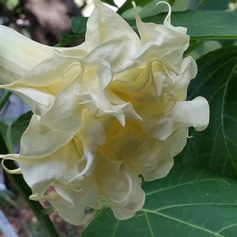 Triple Cream Angel Trumpet Seeds - Brugmansia spp. - 10 Premium Fragrant Flower Seeds for Garden Enthusiasts