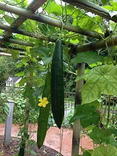 Loofah Gourd Seeds - 20 Pack, Luffa aegyptiaca, Climbing Vine, Exotic Vegetable, Natural Sponge Gourd, Easy to Grow