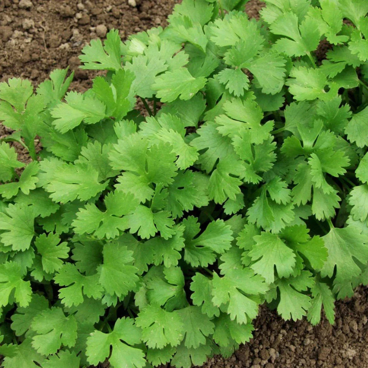 Cilantro Seeds - Slow Bolting Mexican Coriander - Coriandrum sativum - Herb Gardening Seed Pack
