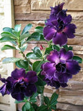 Desert Rose Plant Small Rooted Seedling Adenium Obesum Drought Tolerant Succulent for Indoor Outdoor Gardens