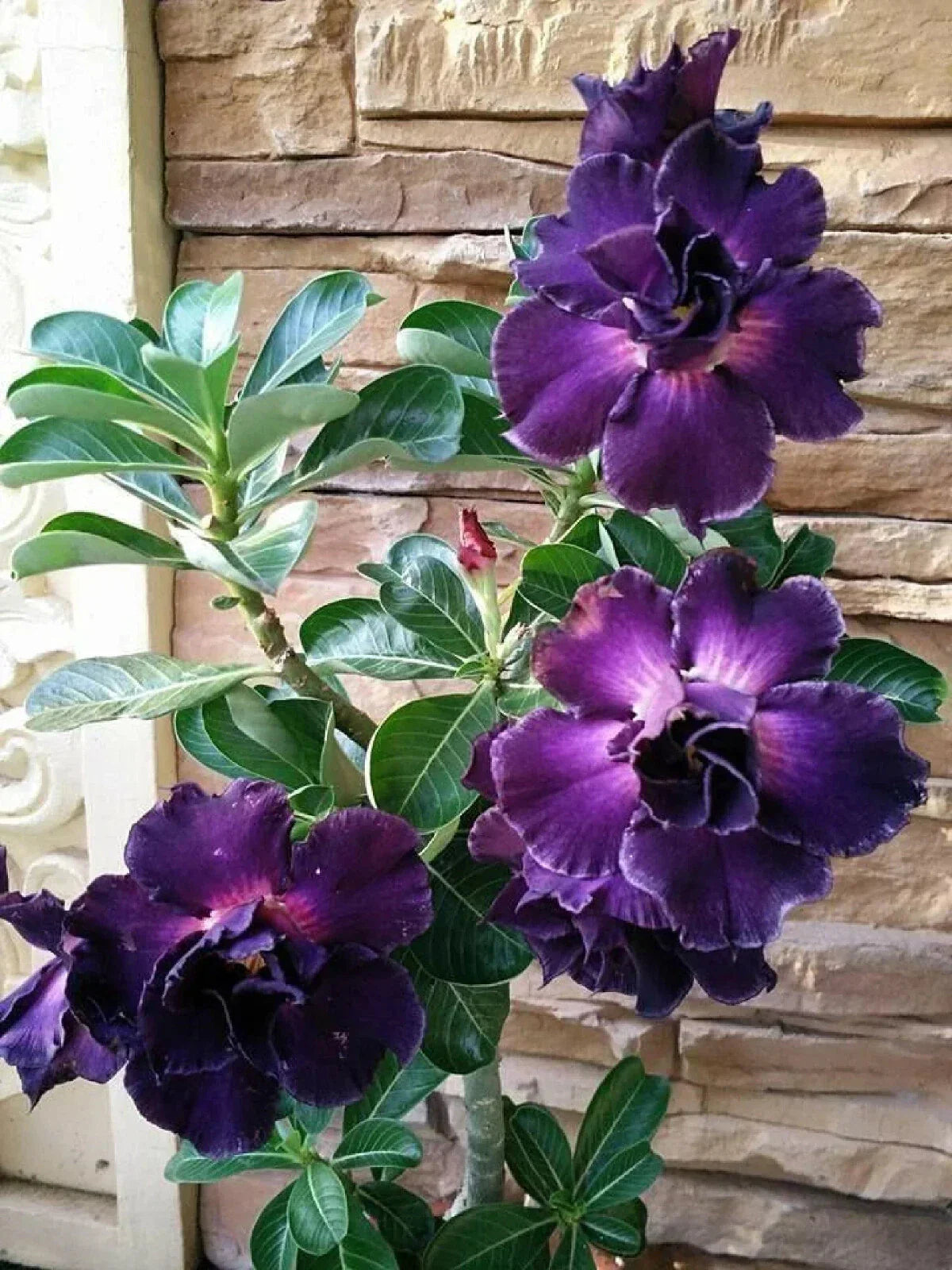 Desert Rose Plant Small Rooted Seedling Adenium Obesum Drought Tolerant Succulent for Indoor Outdoor Gardens