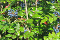 Tall Oregon Grape Seeds – Mahonia aquifolium, Native Evergreen Shrub with Edible Berries, 20 Seeds for Wildlife Gardens and Hedges
