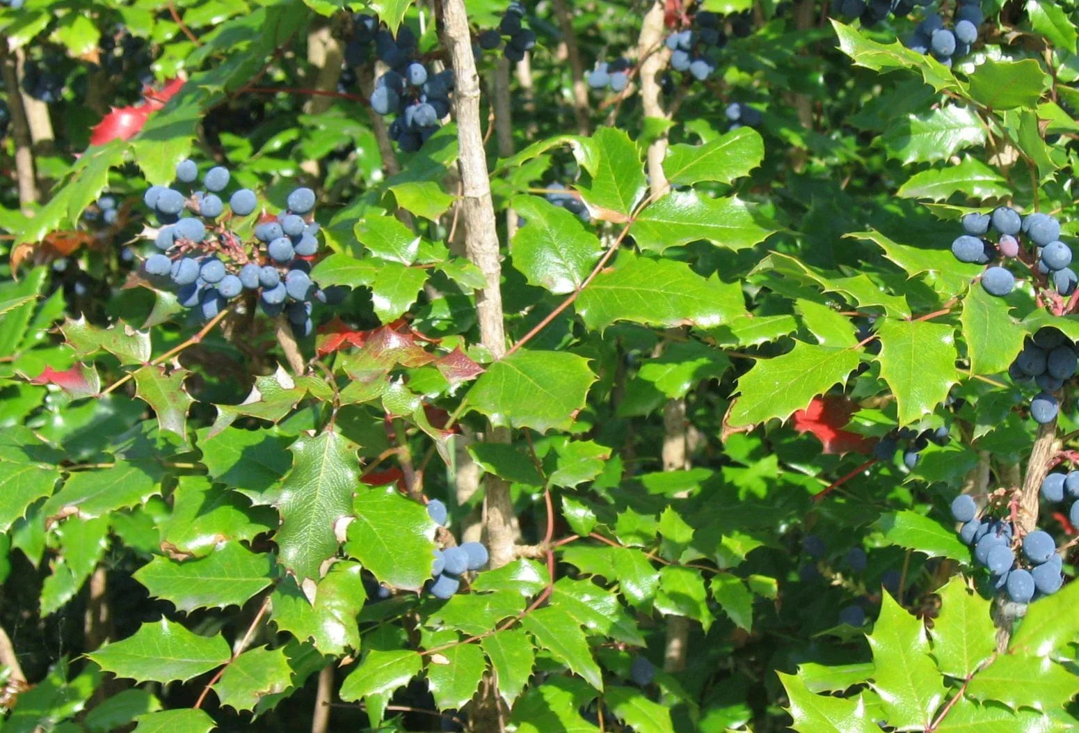Tall Oregon Grape Seeds – Mahonia aquifolium, Native Evergreen Shrub with Edible Berries, 20 Seeds for Wildlife Gardens and Hedges
