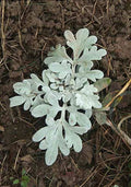 Artemesia Stellerinana Silver Brocade Rooted Starter Plant – Perennial Herb with Silvery Foliage for Garden, Borders, Containers