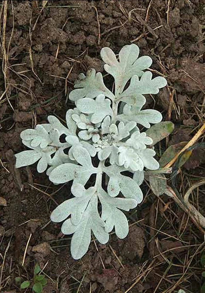 Artemesia Stellerinana Silver Brocade Rooted Starter Plant – Perennial Herb with Silvery Foliage for Garden, Borders, Containers