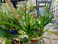 Sansevieria Aethiopica Bowstring Hemp Plant - Bare Root Indoor Air Purifying Sanseveria