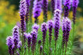 Liatris Spicata Seeds - 175 Pack - Blazing Stars Perennial Flower Seeds for Pollinators & Wildflower Gardens