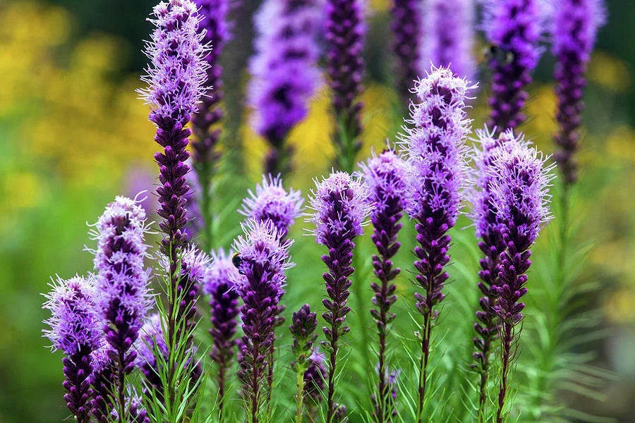 Liatris Spicata Seeds - 175 Pack - Blazing Stars Perennial Flower Seeds for Pollinators & Wildflower Gardens