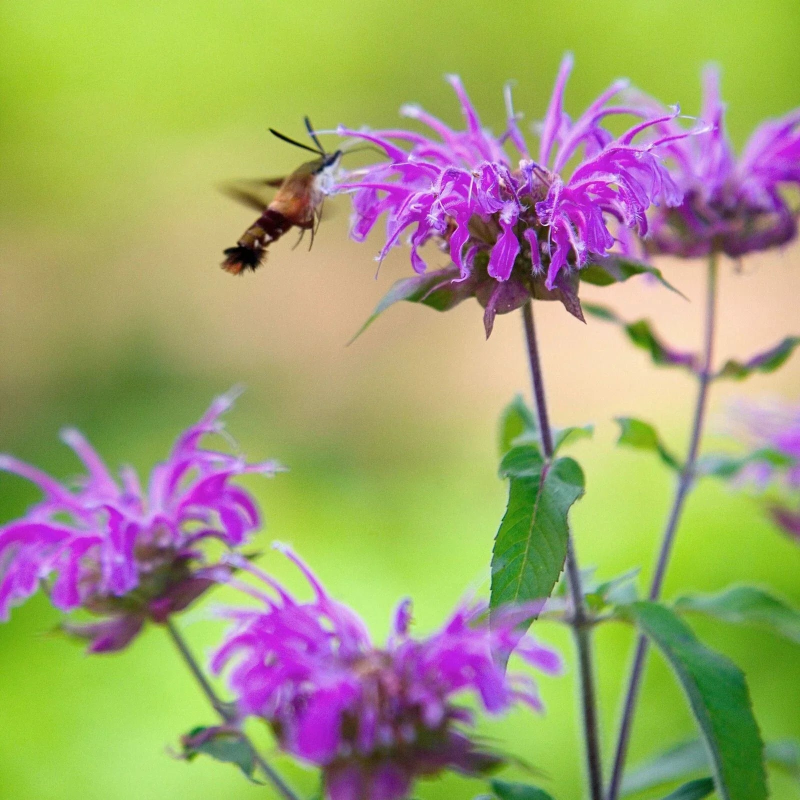 Wild Bergamot Seeds - 500+ Non-GMO Bee Balm Monarda fistulosa Perennial for Pollinators