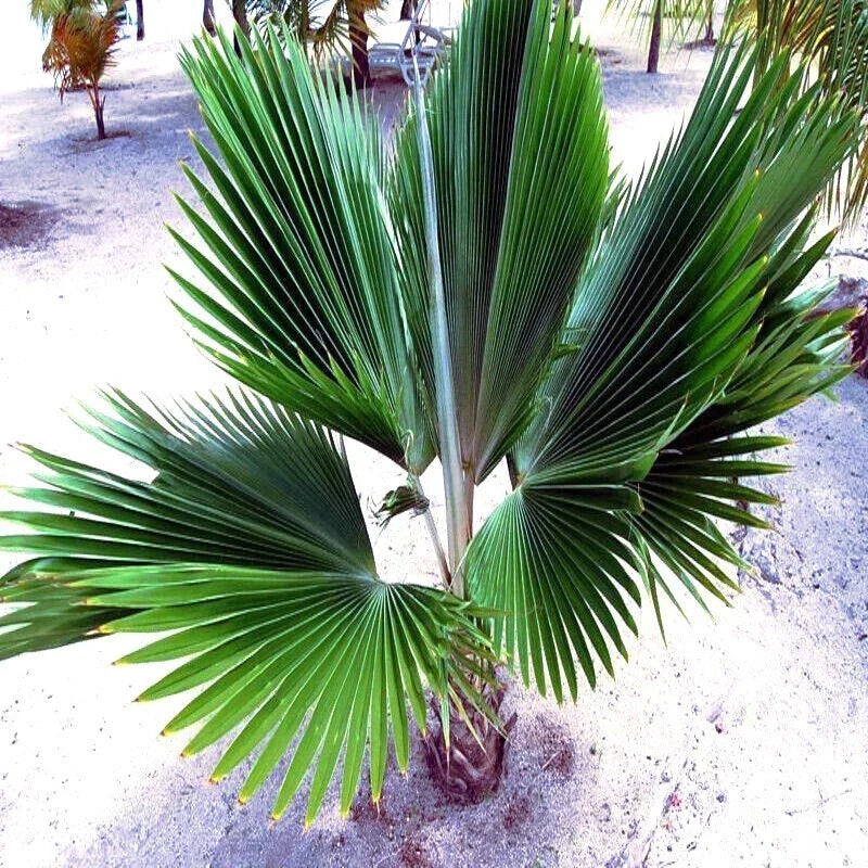 Fiji Fan Palm Tree Seeds - 10 Pack, Pritchardia pacifica, Tropical Fast-Growing Plant for Landscaping & Gardens