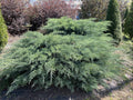 Fresh Grey Owl Spreading Juniper Cuttings - 30 Rooting Evergreen Shrubs for Landscaping & Ground Cover
