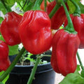 Premium Habanero Hot Red Pepper Seeds - Capsicum chinense, 400,000 Scoville Units, Fresh Seeds for Salsas & Culinary Use