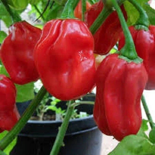 Premium Habanero Hot Red Pepper Seeds - Capsicum chinense, 400,000 Scoville Units, Fresh Seeds for Salsas & Culinary Use