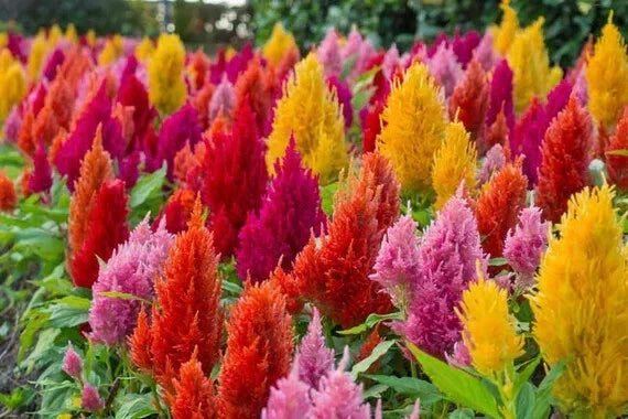 Celosia Pampas Plume Flower Seeds - 190 Mixed Colors - Celosia argentea var. cristata - Annual Garden Seeds