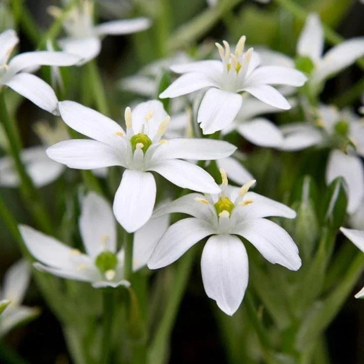 Star of Bethlehem Bulbs | Ornithogalum Umbetallum | White Star-Shaped Flowers | Spring Blooming | Garden Bulbs