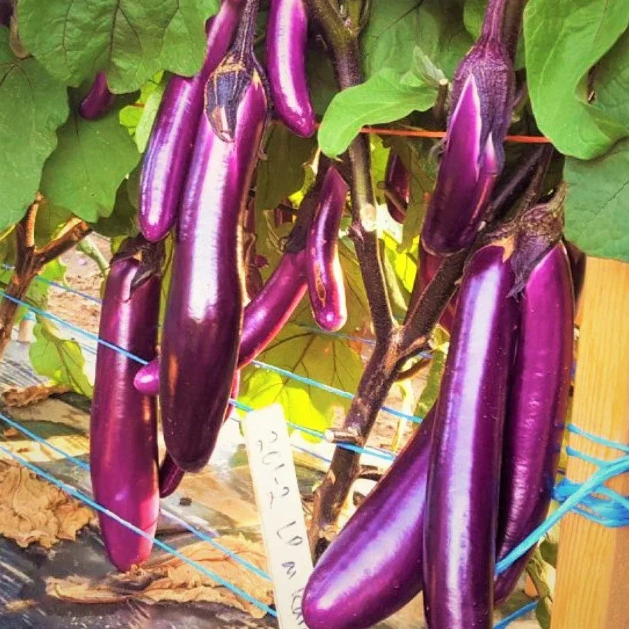 Purple Shine Chinese Eggplant Seeds – Long Asian Variety, Solanum melongena, 200+ Seeds for Home Garden & Container Planting