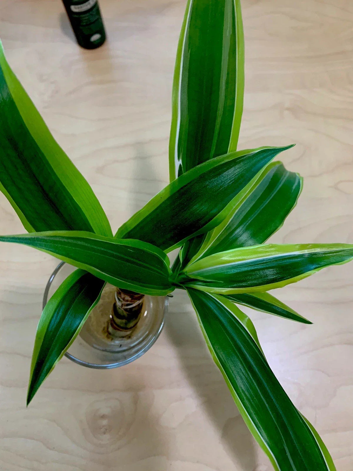 Dracaena Fragrans Corn Plant Houseplant, 8-Inch Starter, Indoor Green Foliage, Fragrant Bloomer, Low Maintenance