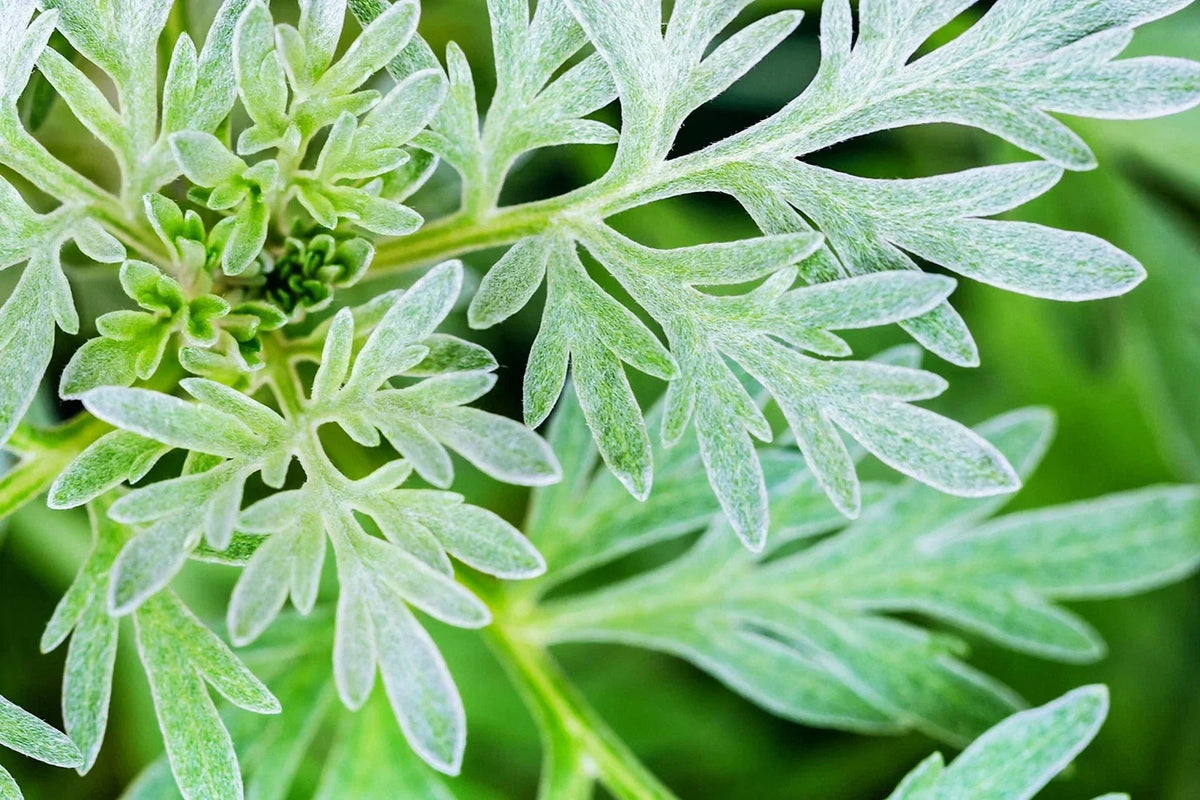 Absinthe Plant Seeds - 100 Count, Common Wormwood, Artemisia Absinth, Herb Garden Seeds for Culinary & Ornamental Use