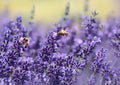 Vera English Lavender Seeds - Non-GMO, Lavender Seeds for Garden, Borders, Containers, Lavandula angustifolia