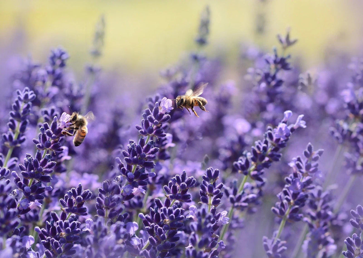 Vera English Lavender Seeds - Non-GMO, Lavender Seeds for Garden, Borders, Containers, Lavandula angustifolia