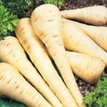 Parsnip Seeds - All American Heirloom Organic - Pastinaca sativa, Root Vegetable, Fall & Winter Harvest, Non-GMO, 200 Seeds