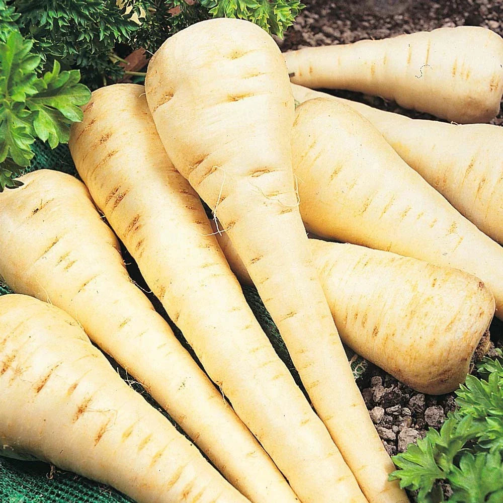 Parsnip Seeds - All American Heirloom Organic - Pastinaca sativa, Root Vegetable, Fall & Winter Harvest, Non-GMO, 200 Seeds
