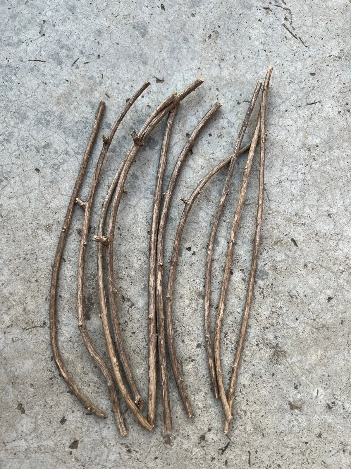 Goji Berry Cuttings 6" Fresh Planting Sticks Lycium barbarum Non-Rooted for Home Garden