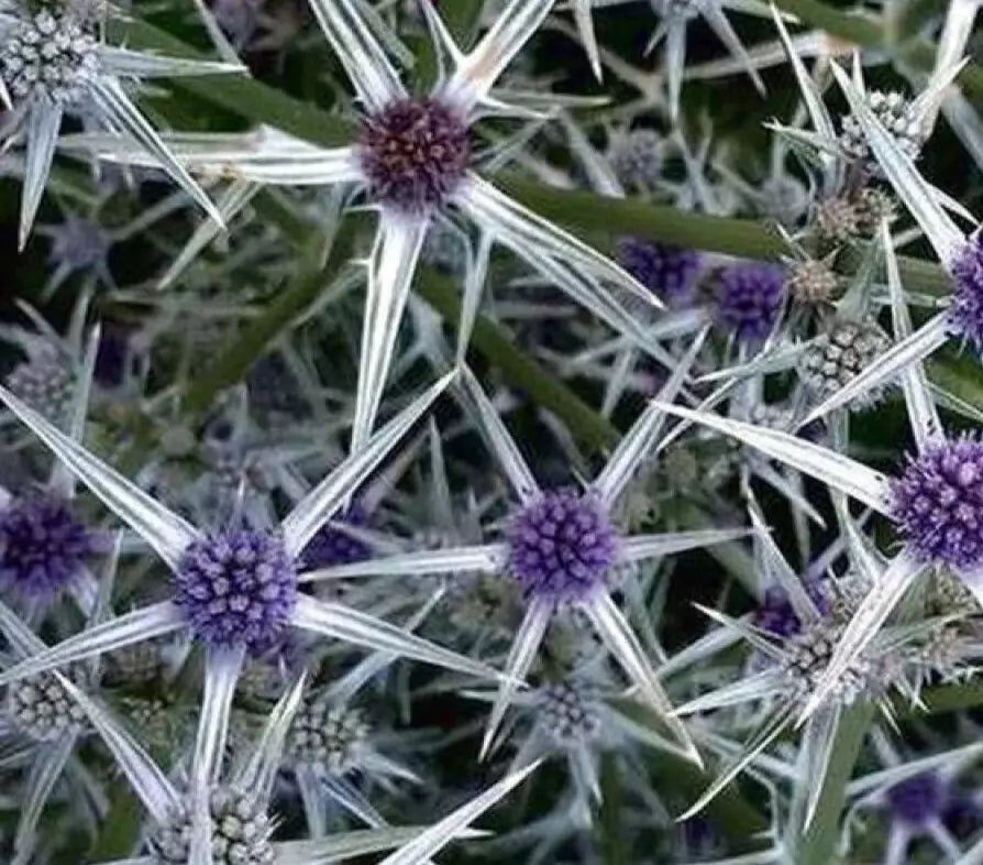 Eryngium variifolium Seeds - Variegated Moroccan Sea Holly Perennial Planting Pack of 10 Seeds