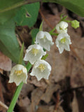 Lily of the Valley Bulbs (5-Pack) - Convallaria Majalis Perennial Flowering Plant