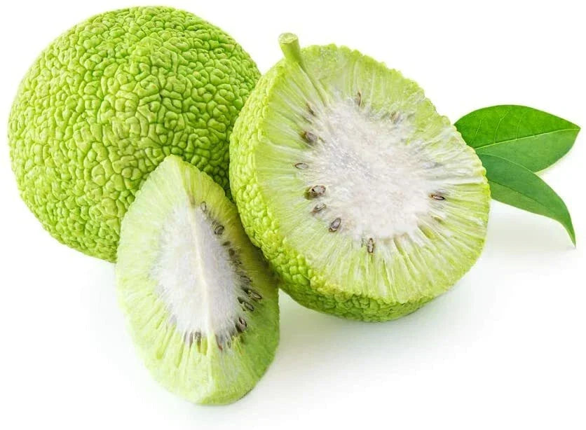 Osage Orange Tree Seeds - 20 Pack - Exotic Fruit Tree - Maclura pomifera - Drought-Tolerant, Ornamental, Wildlife-Friendly