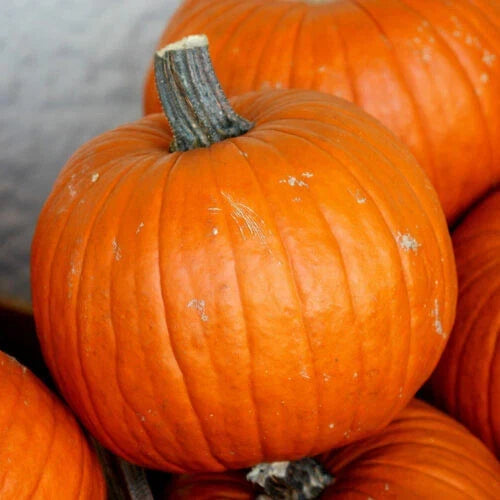 Connecticut Field Pumpkin Seeds - Cucurbita pepo, Heirloom, Non-GMO, 25+ Seeds for Garden, Fall Harvest, Pies & Decorations