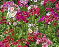 Primula japonica Hybrid Mix Seeds - Colorful Perennial Flowers for Gardens and Borders