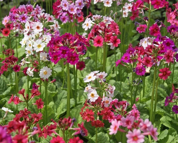 Primula japonica Hybrid Mix Seeds - Colorful Perennial Flowers for Gardens and Borders
