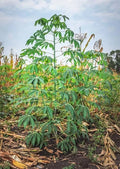 Cassava Cuttings 8" Red Yuca Manihot esculenta - Ready to Plant 3-BlG Cuttings