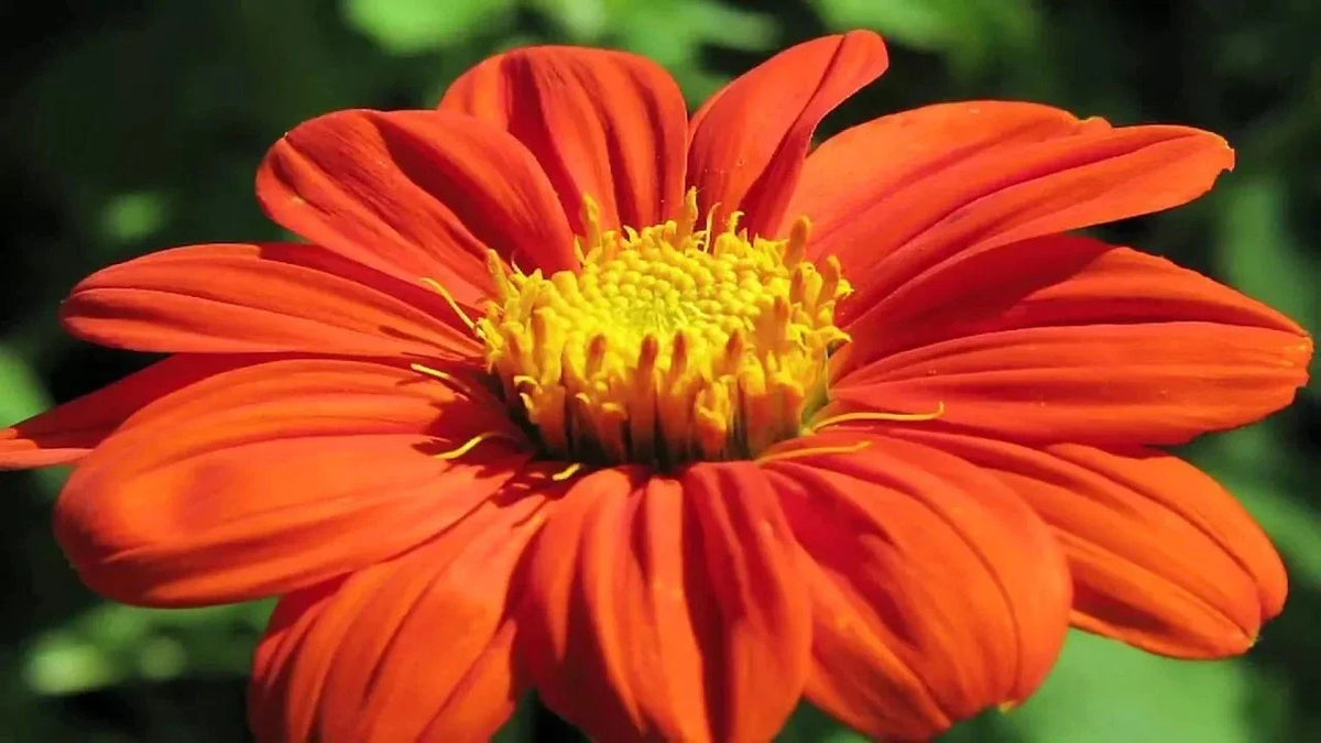 Mexican Torch Sunflower Seeds - 200+ Fresh Tithonia rotundifolia for Bees, Butterflies, Hummingbirds, Annual, Full Sun