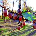 Date Plum Fruit Tree Seeds - Organic Diospyros Lotus - Mediterranean Persimmon Seeds for Garden & Container Planting