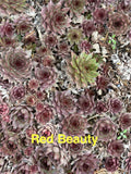 10 Red Beauty Hardy Hens and Chicks Sempervivum Succulents Live Plants for Zones 4-8, Rock Garden, Pot, Garden Bed