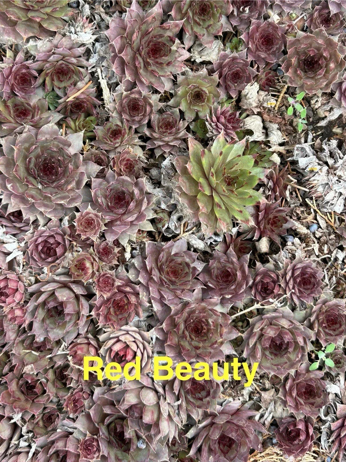 10 Red Beauty Hardy Hens and Chicks Sempervivum Succulents Live Plants for Zones 4-8, Rock Garden, Pot, Garden Bed
