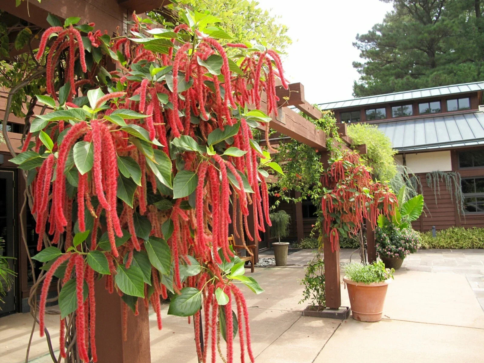 Amaranth Flower Seeds - Love Lies Bleeding - Easy to Grow for Container Gardens - Amaranthus caudatus - Drought Tolerant