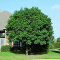 Chinese Pistachio Tree Seeds - Pistacia chinensis for Bonsai & Landscaping - 10 Pack